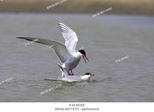 common tern Sterna hirundo, mating in water, Netherlands, Texel
