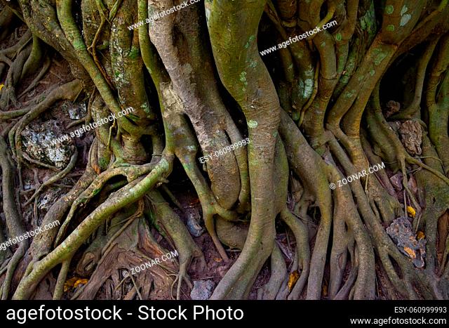 Twined gaint roots of tree, Cambodia