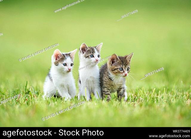 Three kitten on a meadow, Bavaria, Germany, Europe