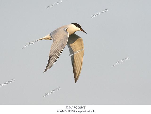 (Siberian) Common Tern in flight above Bodhi Island, China
