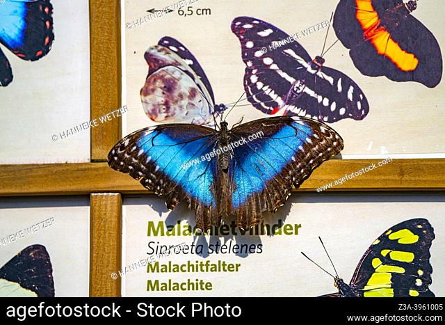 Arnhem, Gelderland, The Netherlands: Morpho butterfly sitting on a butterfly information board in Burgers' Zoo