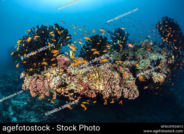 Lyretail Anthias over Coral Reef, Pseudanthias squamipinnis, South Male Atoll, Maldives