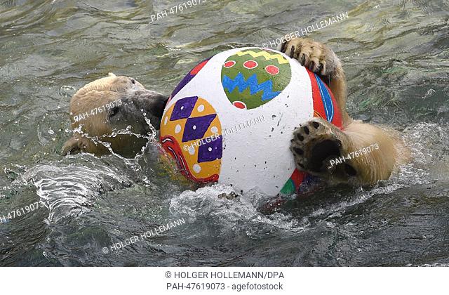 Polar bear Nanuq play swith an Easter egg ball az Hanover Zoo in Hanover, Germany, 03 April 2014. The zoo keepers surprised their charges with an Easter egg...