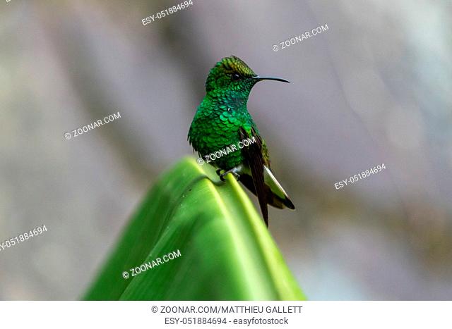 Humming bird in Monteverde National Park Costa rica