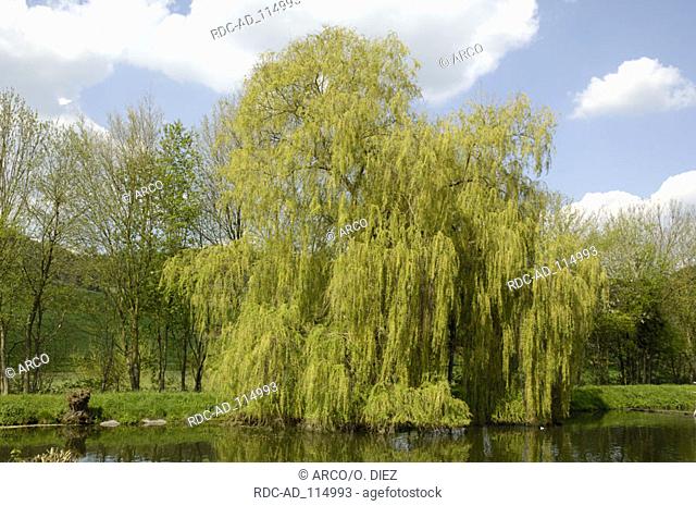 Weeping Willow Salix alba tristis