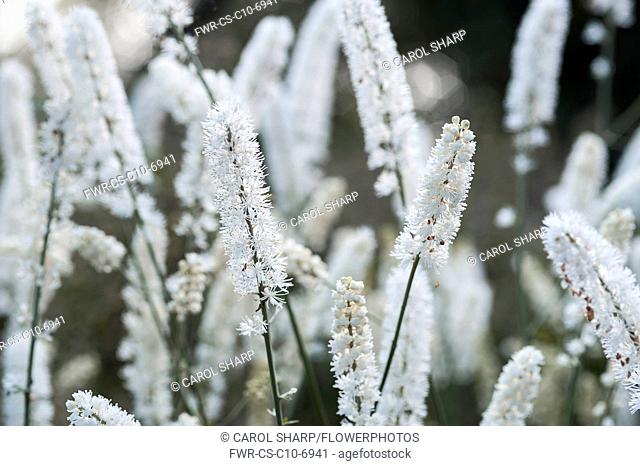 Black Cohosh, Cohosh bugbane, Actaea racemosa, View of several white flowering stems