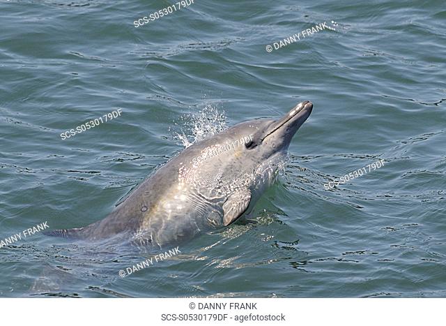 short beaked common dolphin delphinus delphis calf surfacing , Monterey bay national marine sanctuary, California, usa, east pacific ocean