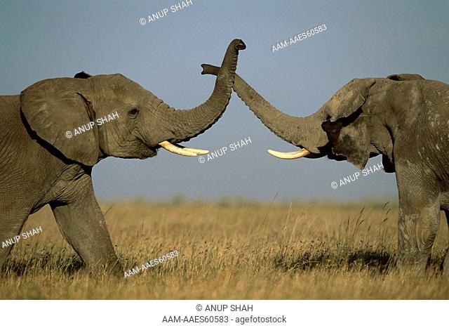 Male African Elephants sparring (Loxodonta africana) Serengeti National Park, Tanzania