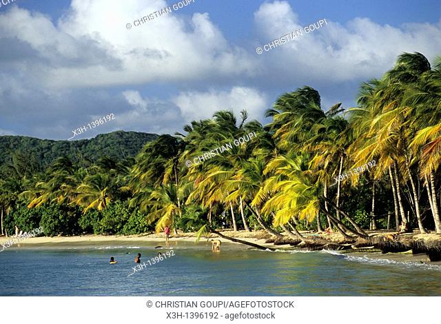 plage de la Grande Anse des Salines, Sainte-Anne Ile de la Martinique Departement et Region d'Outremer francais Archipel des Antilles Caraibes//beach of Grande...