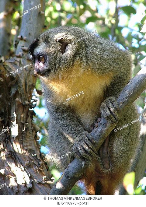 Owl monkey (Aotus trivirgatus) Gran Chaco, Paraguay