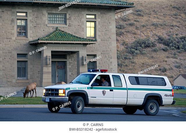 wapiti, elk (Cervus elaphus canadensis, Cervus canadensis), park ranger keeping an eye on elks grazing in fronz of a house, USA, Wyoming
