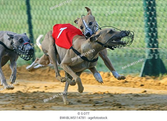 Whippet Canis lupus f. familiaris, grayhound racing