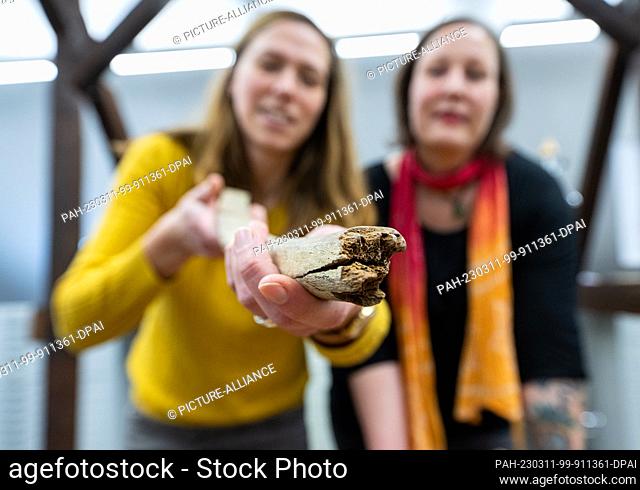 PRODUCTION - 10 March 2023, North Rhine-Westphalia, Soest: Archaeologist Julia Ricken (l) and finder Simone Grundmann look at the bones of a 15