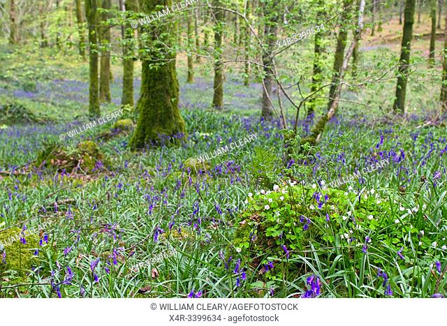 Bluebells in a Wood near Mullingar, County Westmeath, Eire