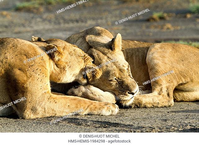 Tanzanie, Ngorongoro national park, lion (Panthera leo), females cleaning themselves