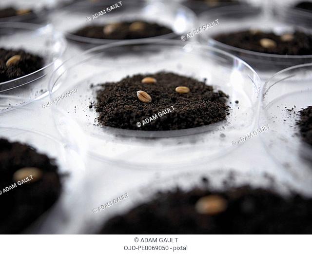 Seeds and dirt in petri dishes