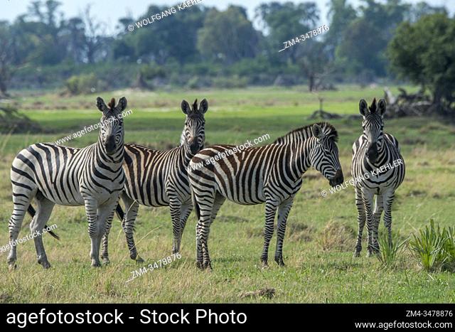 Plains zebras (Equus quagga, formerly Equus burchellii) on the floodplains in the Gomoti Plains area, a community run concession
