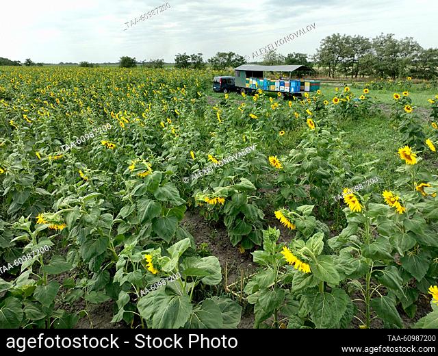 RUSSIA, KHERSON REGION - AUGUST 10, 2023: Beehives on a trailer are seen in a field of sunflowers in Askania-Nova in summer. Alexei Konovalov/TASS