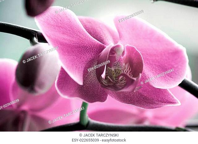 close up of Beautiful purple orchid - phalaenopsis Orchis purpurea