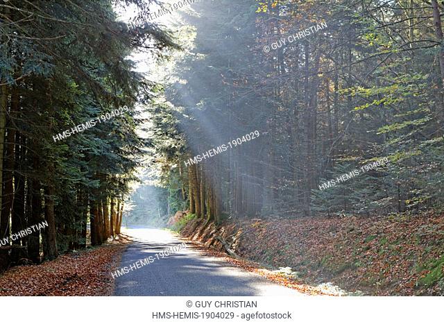 France, Puy de Dome, Parc naturel regional Livradois Forez (Natural regional park of Livradois Forez), little road in the forest near Echandelys