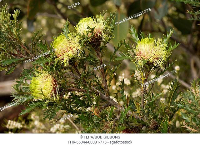 Kangaroo Thorn Banksia armata flowering, Stirling Range, near Mount Barker, Western Australia, Australia