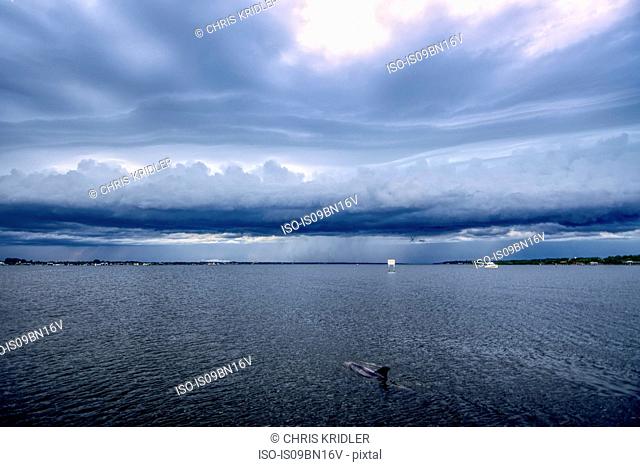 Dolphin cavorts in Indian River Lagoon, shelf cloud moves in ahead of approaching storm, Florida
