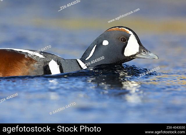 Harlequin Duck (Histrionicus histrionicus), adult male swimming in the water, Northeastern Region, Iceland