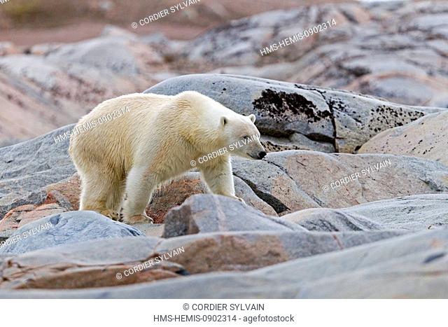 Norway, Svalbard, Spitsbergern, Polar Bear (Ursus maritimus) on the ground
