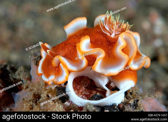 Nudibranch (Glossodoris sp.) laying eggs on sand, Lembeh Strait, Sulawesi, Indonesia