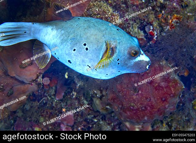 Black-spotted Pufferfish, Arothron nigropunctatus, Lembeh, North Sulawesi, Indonesia, Asia