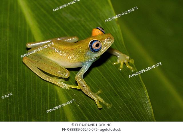 Viridian Tree Frog Sitting on leaf, Andasibe, Madagascar