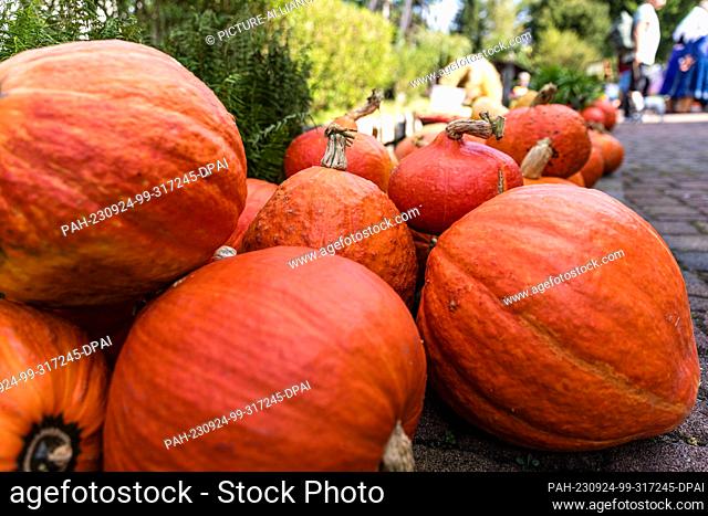 24 September 2023, Brandenburg, Lübbenau/Ot Lehde: Pumpkins lie on a farm in the Spreewald village of Lehde. About 3000 visitors were guests at the 29th Lehde...