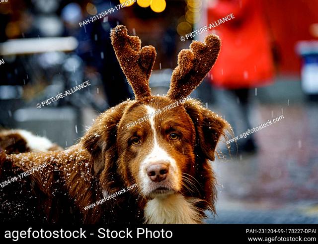 04 December 2023, Hesse, Frankfurt/Main: Australian Shepherd ""Sting"" was given reindeer antlers by his owner. Snowfall is currently transforming the Christmas...