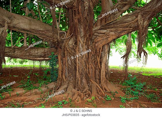 Strangler Fig, Ficus watkinsiana, Sabi Sabi Game Reserve, Kruger Nationalpark, South Africa, Africa, trunk of tree