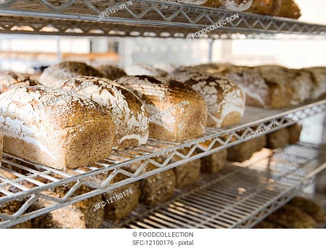 Tin loaves on metal shelves after being baked in a coal-fired oven in a small countryside bakery