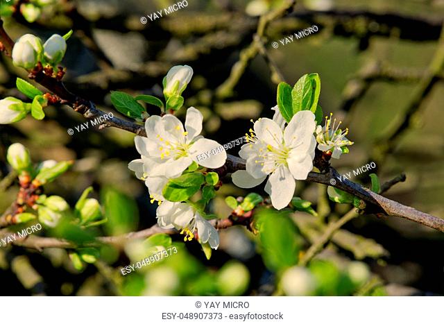 Beautiful flowering fruit trees. Blooming plant branches in spring warm bright sunny day. White tender flowers background