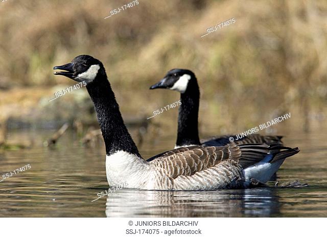 Canada Goose (Branta canadensis), couple swimming