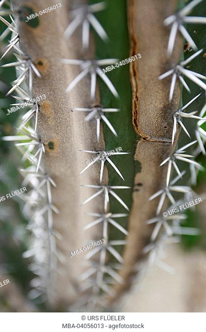 Venezuela, north coast, Henri Pittier Nationalpark, cactus, close-up