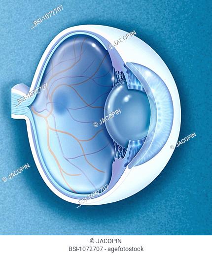 EYE, DRAWING Anatomy of the eye. Representation of the anatomy of the eye in saggital view. La macula or yellow spot, here in dark blue is located at the center...