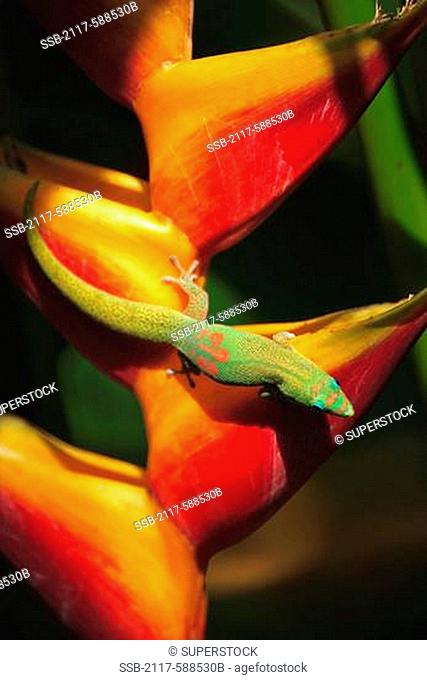 Hawaii, Day gecko Phelsuma sp. on Heliconia Caribea