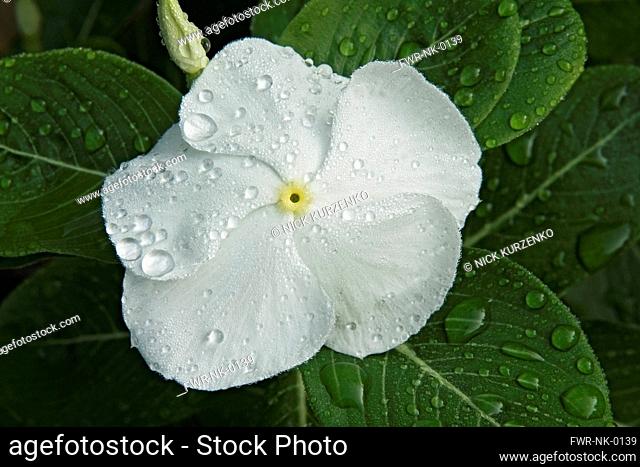 Periwinkle, Madagscar periwinkle, Catharanthus roseus, Close up of single white coloured flower growing outdoor