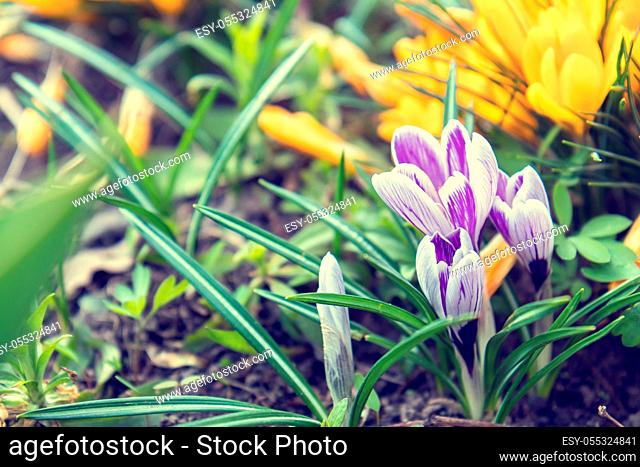 Beautiful spring violet white and yellow flowers crocuses on bokeh background in sunny spring forest under sunbeams. Holidays Easter, valentine