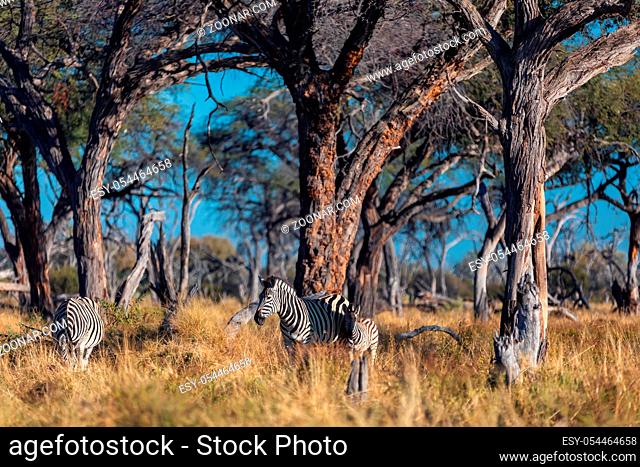 Beautiful stripped zebra head in african bush. moremi game reserve, Botswana safari wildlife. Wild animal in the nature habitat. Africa