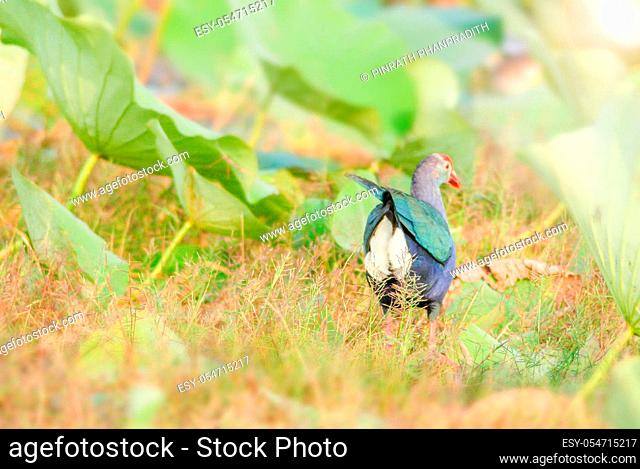 Blurry Purple Swamphen, birds background. It is a large rail, mainly dusky black above, with a broad dark blue collar, and dark blue to purple below.