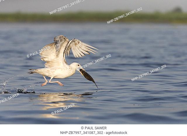 Caspian Gull (Larus cachinnans) immature, first summer plumage, running across water with fish in beak, Danube Delta, Romania, June