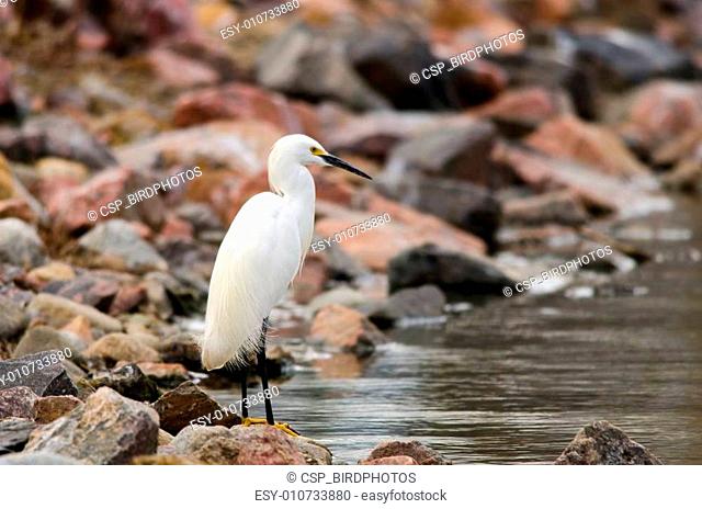 Watchful Egret
