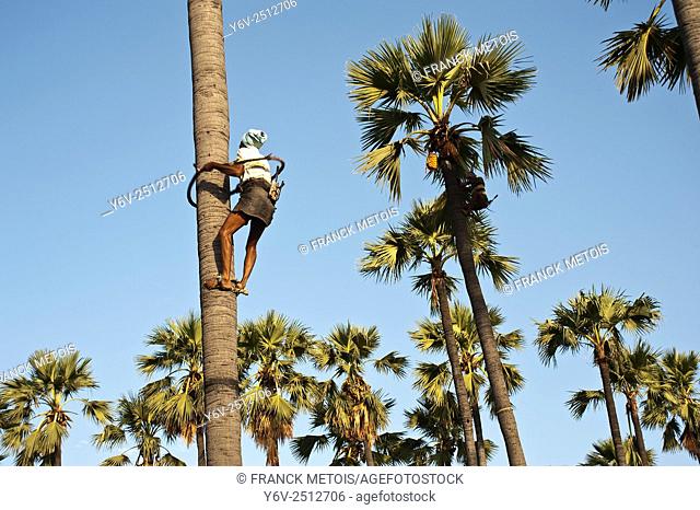 Palm tree climber collecting toddy ( palm tree wine) in Telangana state (India)