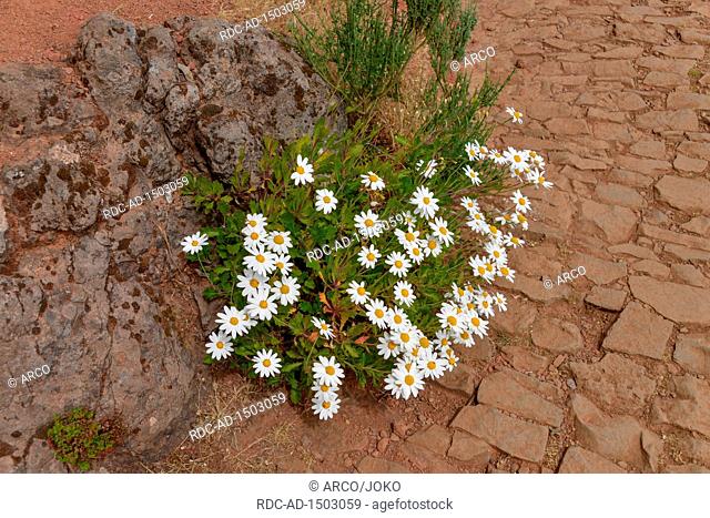 Marguerite, Argyranthemum frutescens, Zentralgebirge, Madeira, Portugal