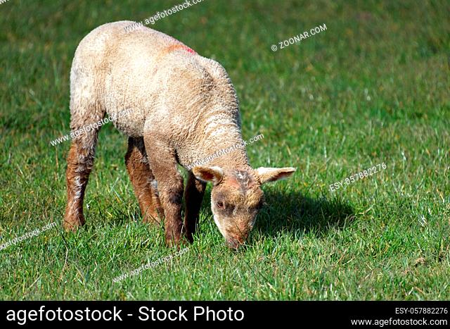 Brown Lamb at Home on the South Downs in Sussex