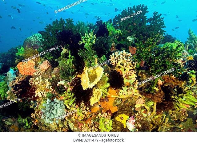 Reef scenic with colorful crinoids, Indonesia, Komodo National Park
